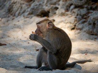Monkey on the beach