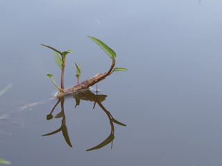Obraz premium tree on white background