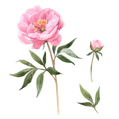 Watercolor peony flowers illustration © zenina