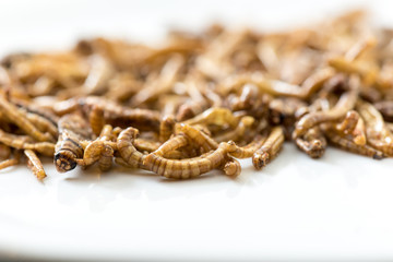 Fried cricket larvae