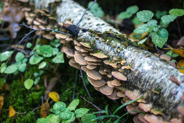 mushrooms on an old fallen tree