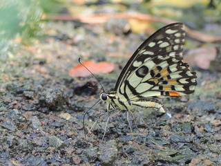 butterfly on leaf