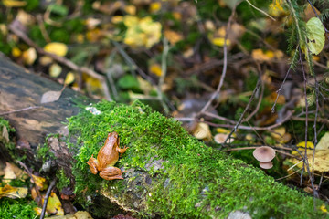 Orange frog on a small tree stump