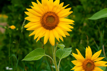 Obraz premium bright sunflowers on a large field on a sunny day