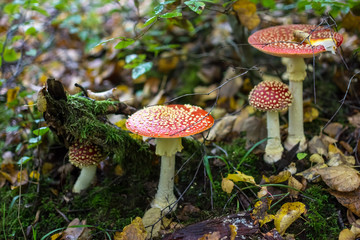 fly agaric in the autumn forest