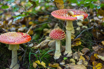 fly agaric in the autumn forest