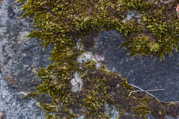 An ancient wall overgrown by moss