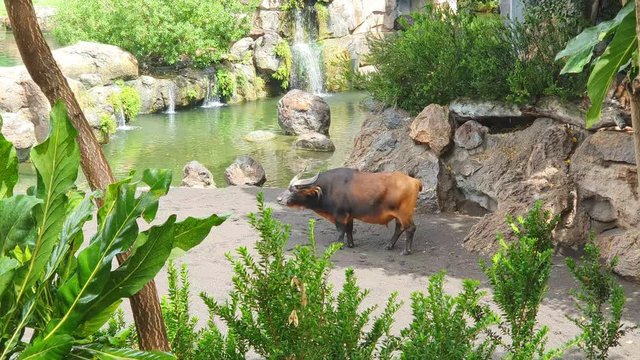 Buffalo black brown in a wildlife Park, walking by the lake