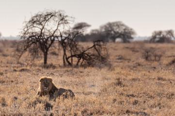 Impression of a Male Lion -Panthera Leo- resting on the plains of Etosha national park, Namibia, while catching the early morning sun.