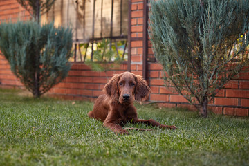 Irish setter puppy lies on the lawn grass. Irish setter red color. The dog guards the territory...