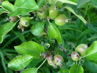  Growing apples on a tree. Young apples on a green background.