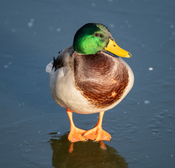 duck standing on the ice