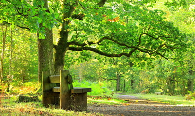 A color image of a park bench along side a footpath in the Forest of Dean, Gloucester, England.