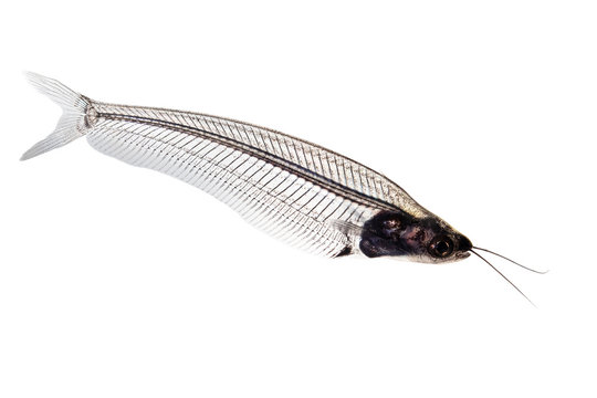Glass catfish - kryptopterus bicirrhis in front of a white background