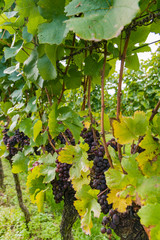 Vineyard - Autumn