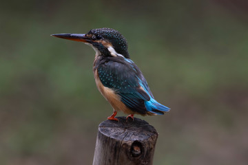 Common kingfisher. Close up of Common kingfisher 