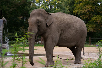 Indischer Elefant 