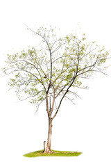 Obraz premium Isolated trees on white background , The collection of trees. 