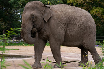Naklejka premium Elefant mit rundem Rüssel