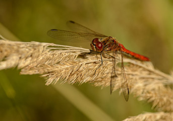 dragonfly on dry grass