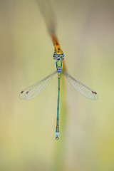 Emerald damselfly as a pendant