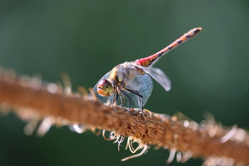 トンボ © 白太郎