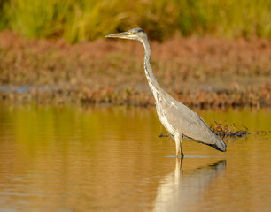 great blue heron in water