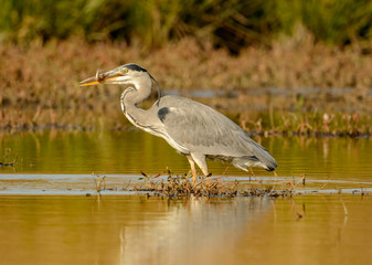 great blue heron in water with catch in beak