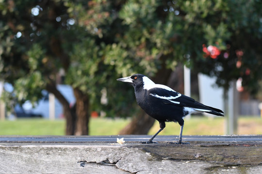 Flötenvogel