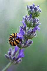 Caterpillar on lavender branch. Shallow depth of field