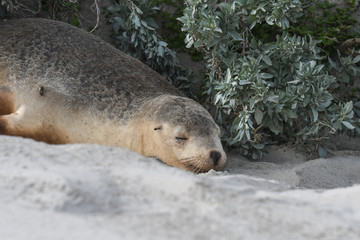 Australischer Seelöwe