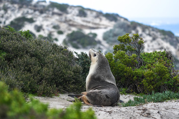 Australischer Seelöwe