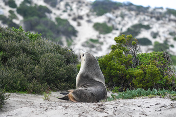 Australischer Seelöwe