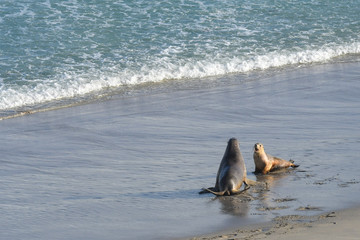 Australischer Seelöwe