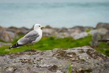Fototapeta premium Seagull on sea fjord shore