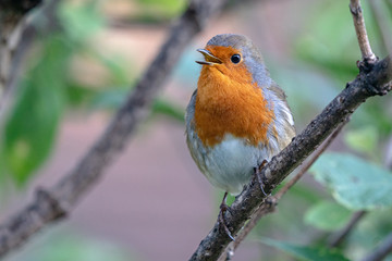 Fototapeta premium European Robin (British)