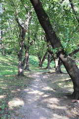 Fototapeta premium 公園 道