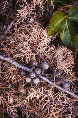 FIRST FLAT OF PINE BRANCH WITH BALLS 2. AUTUMN COLORS