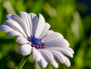 White African daisy or Cape Daisy (Osteospermum) against natural background, side view. Flower with...