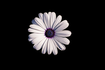 White African daisy or Cape Daisy (Osteospermum) isolated on black background, top view. Flower with elegant pure white petals which are offset by deep blue to purple eye with bright yellow droplets.