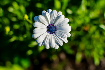 White African daisy or Cape Daisy (Osteospermum) against natural background, top view. Flower with...