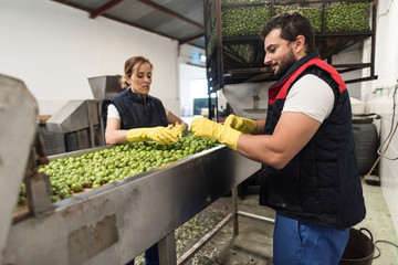 olives on conveyor belt are packaged by a couple of workers