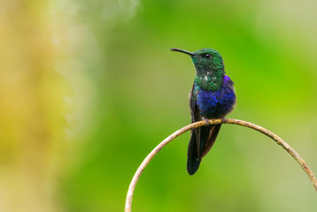 Fork-tailed Woodnymph - Thalurania furcata, beautiful neck-shining hummingbird from Andean slopes...