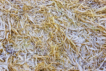 natural frost texture on a dried grass
