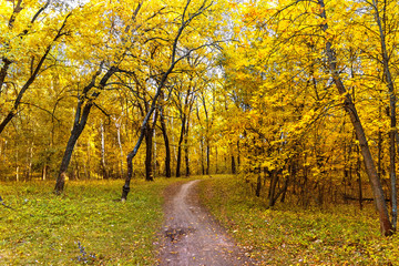dirt road in the forest on a autumn day