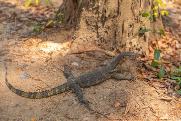 lizard on the rock