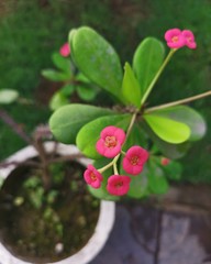 flower in the garden