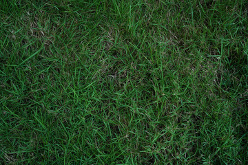 Green grass background texture 