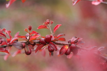 Rote Beeren im Herbst