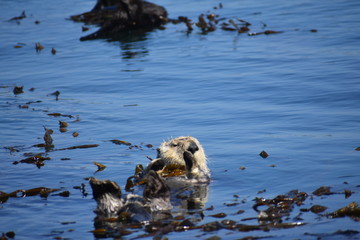Sea Otters In Morro Bay California